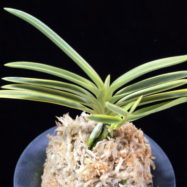 호박전 琥珀殿 Kohakuden