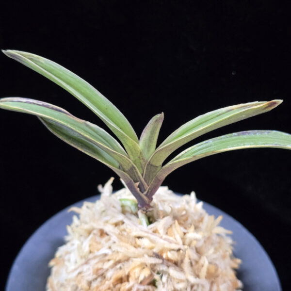 설현 雪玄 Seolhyeon