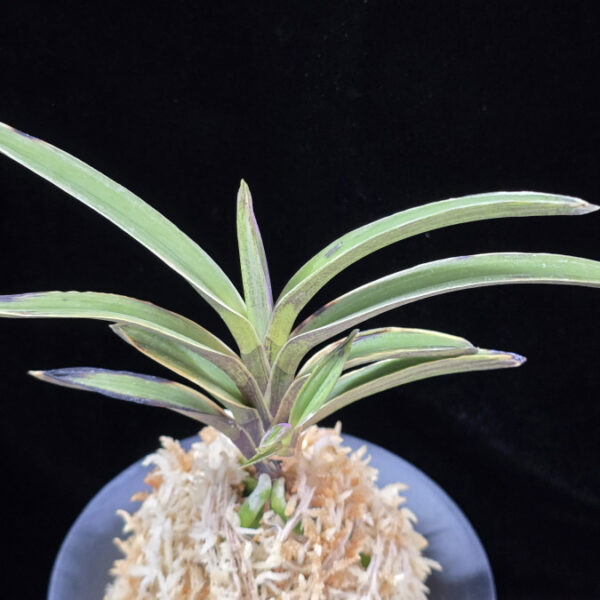 설현 雪玄 Seolhyeon