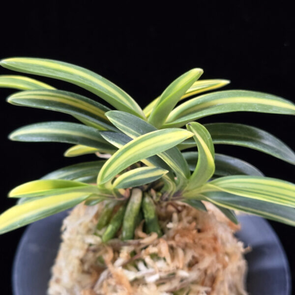 대응환호 大鷹丸縞 Otakamaru shima