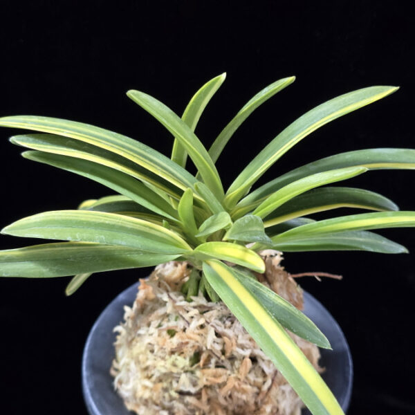 양귀희 楊貴姫 Yokihime