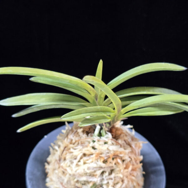 홍천구 紅天狗 Benitengu