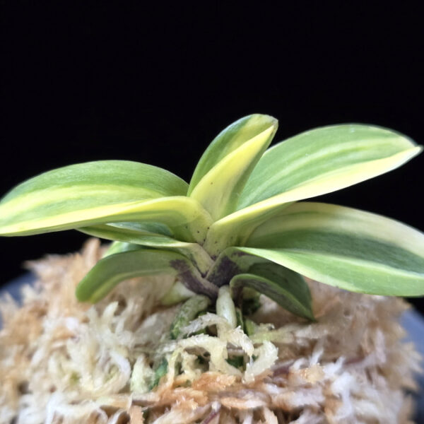 각왕산 覚王山 Kakuozan