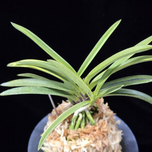 건국호 建國縞 Kenkoku Shima