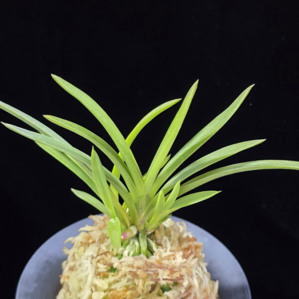 공주 公主 Gongju (3spur)