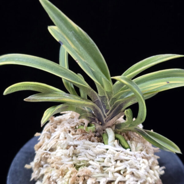 춘광 春光 Chungwang