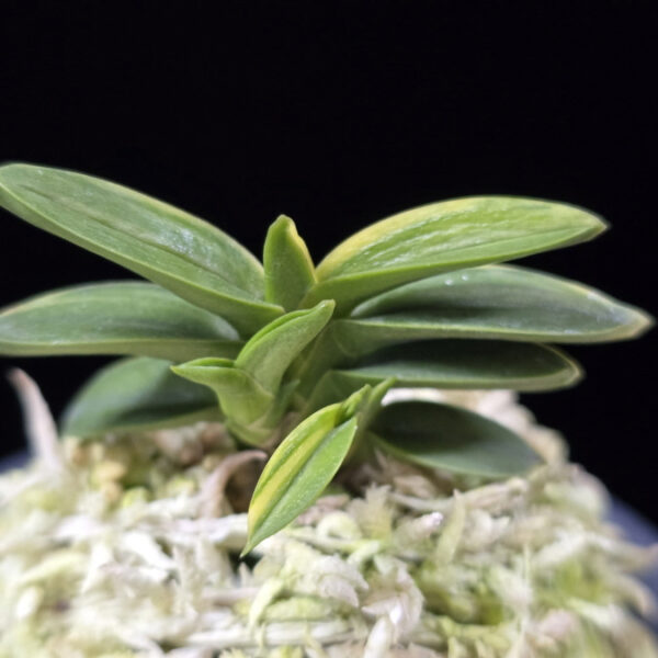 취월호 翠月湖 Chwiwolho(Seedling)