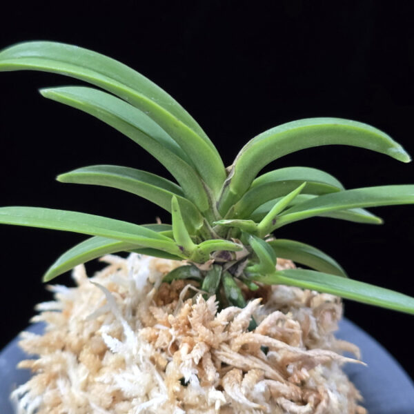 부비 富卑 Bubi (Fugaku+Himiko)