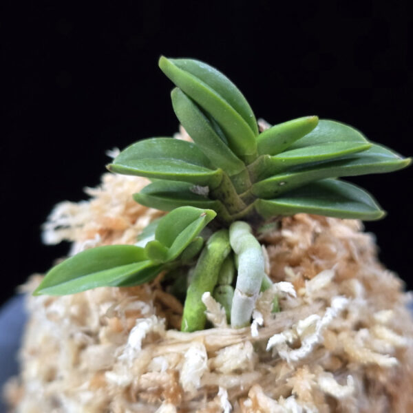 치비환 ちび丸 Chibimaru