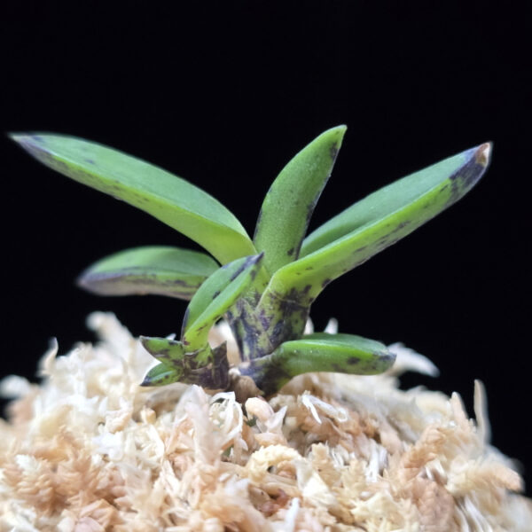 옥금강묵 玉金剛墨 Tamakongo Sumi