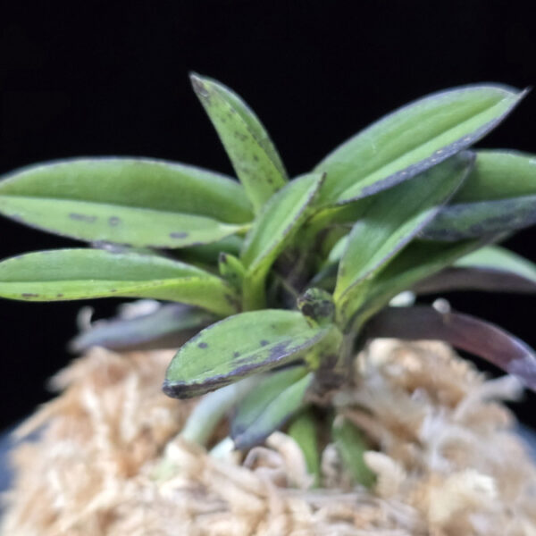 옥금강묵 玉金剛墨 Tamakongo Sumi