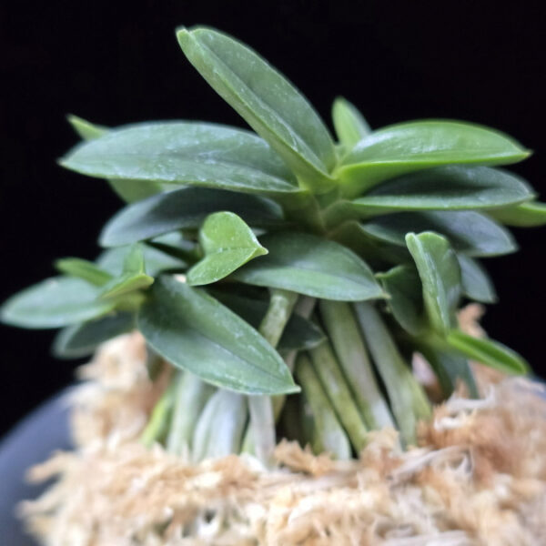 천재 千載 Senzai