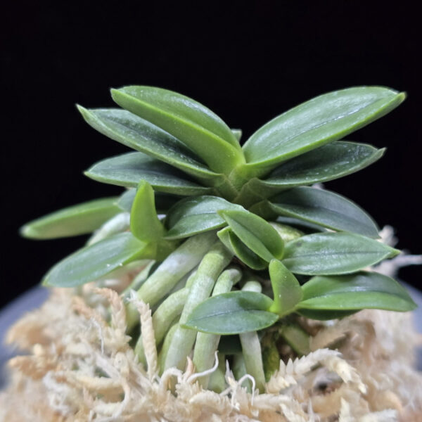 천재 千載 Senzai