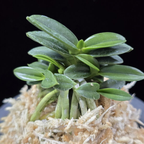 천재 千載 Senzai