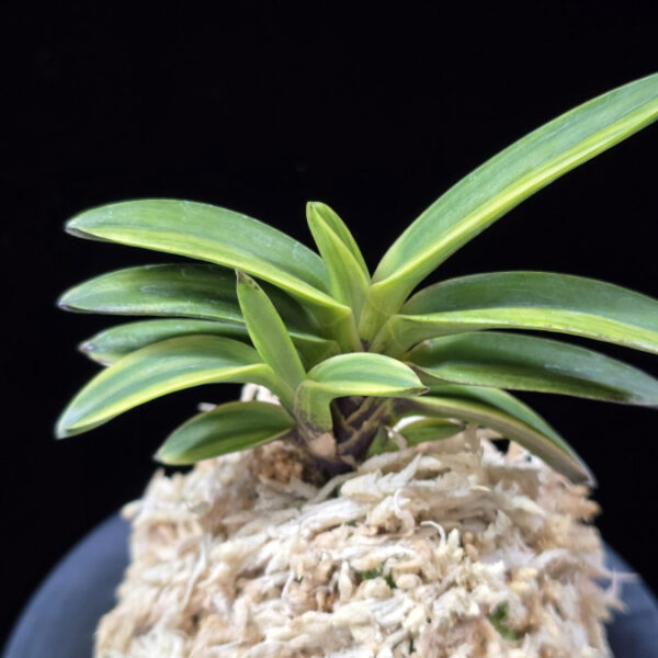 화천금 華泉錦 Kasen Nishiki