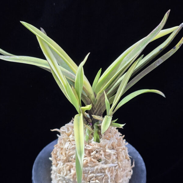 고궁 故宮 Gogung(Kokyu) (Ruby root)