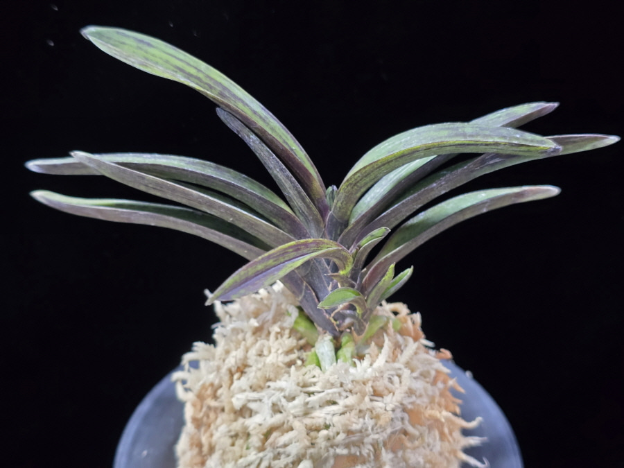 음풍 吟風 Ginpu 음풍 吟風 Ginpu