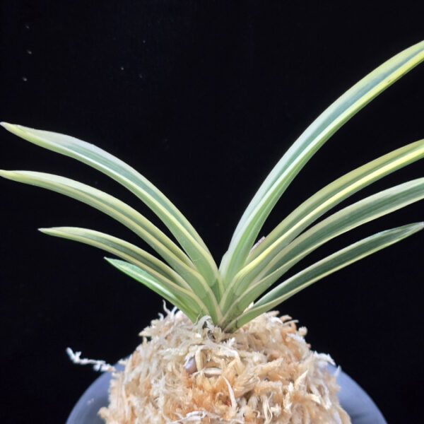 관악 冠岳  Gwanak