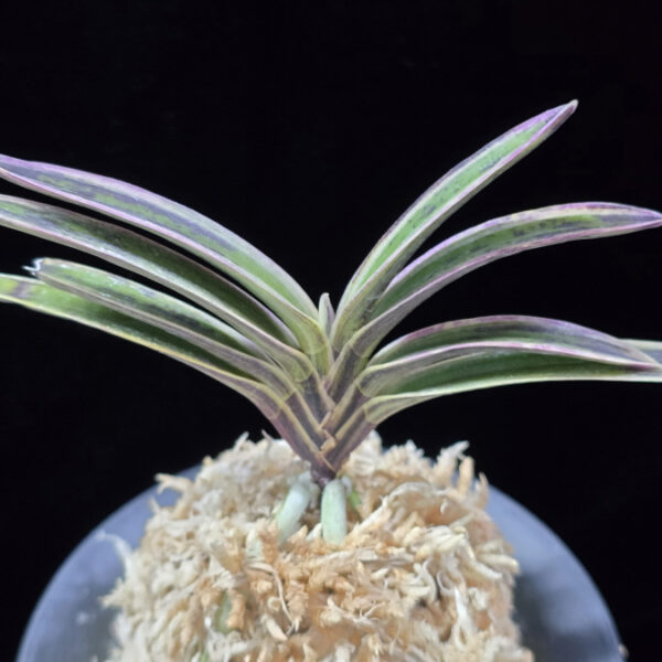 자수정 紫水晶 Murasaki Suishou