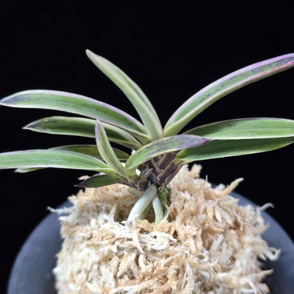 자수정 紫水晶 Murasaki Suishou