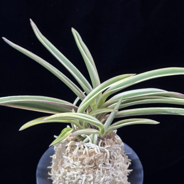 내위 匂威 Nioiodoshi