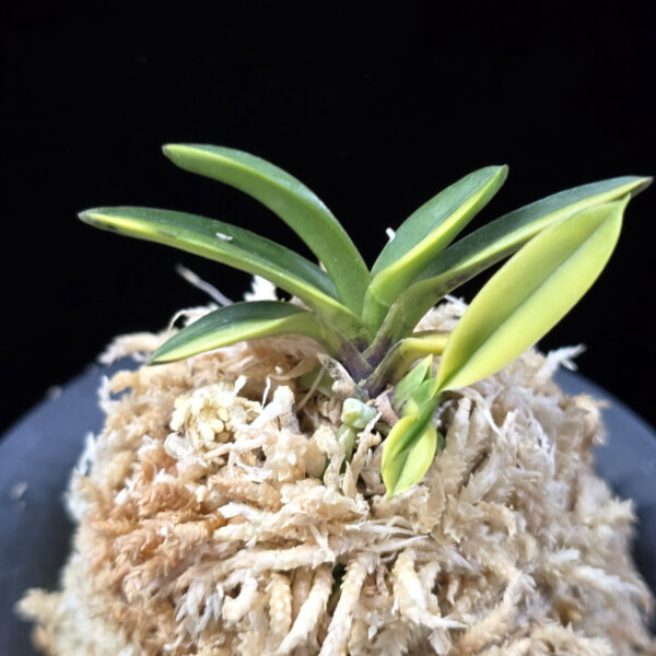 성대호 聖代縞 Sedai Shima