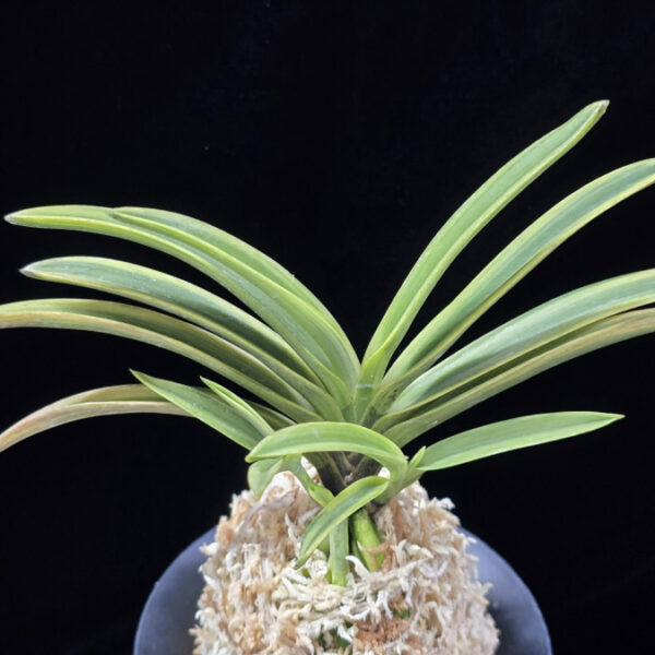 청무관 靑霧冠 Cheongmugwan