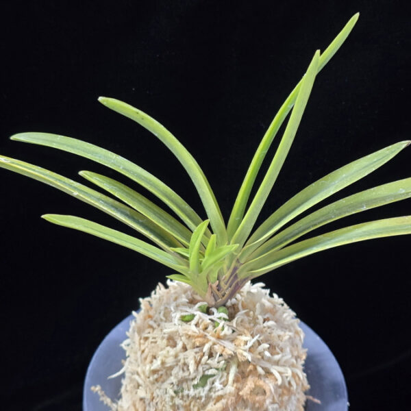 장생전 長生殿 Choseiden