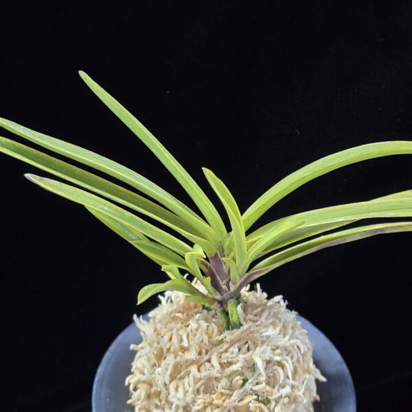 장생전 長生殿 Choseiden