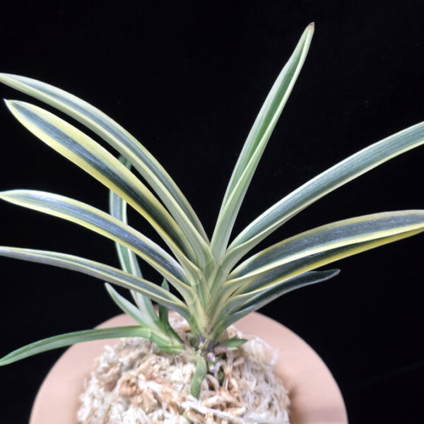 태백령 太白嶺 Taebaekryeong