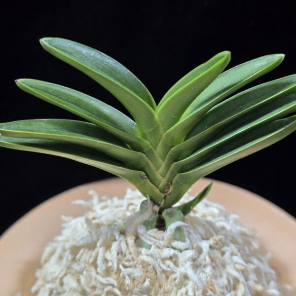 취선 翠扇 Suisen