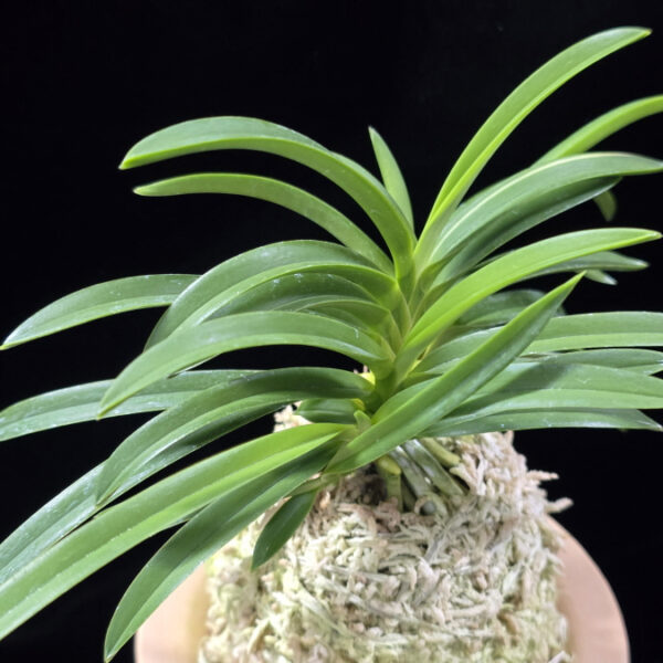 삼취전 三翠殿 Sansuiden