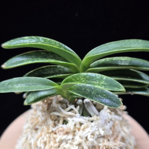 녹화성 綠花星 Rokhwaseong