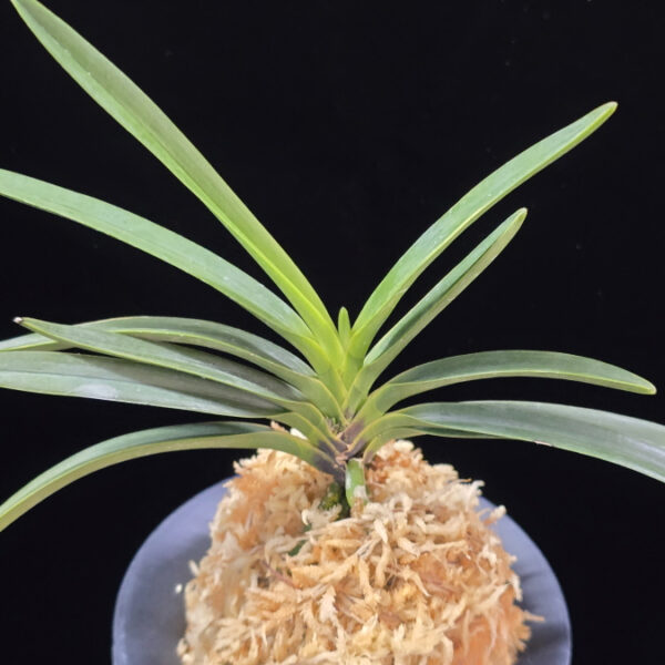 건국호 建國縞 Kenkoku Shima