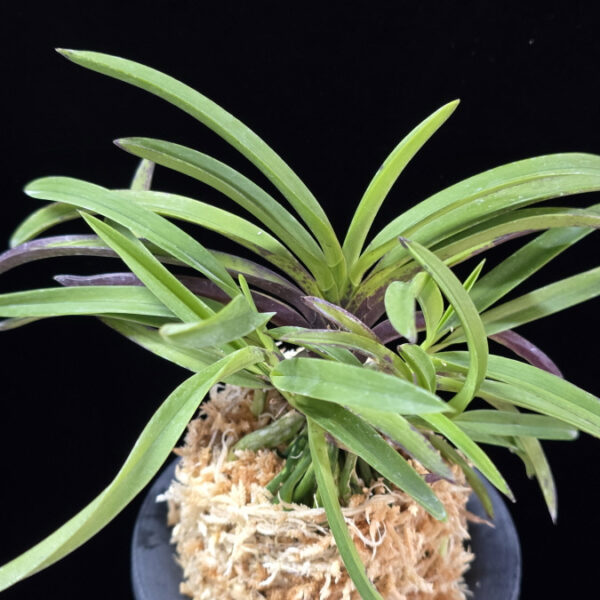 장자홍 長紫紅 Jangjahong