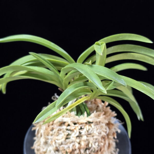 장자홍 長紫紅 Jangjahong