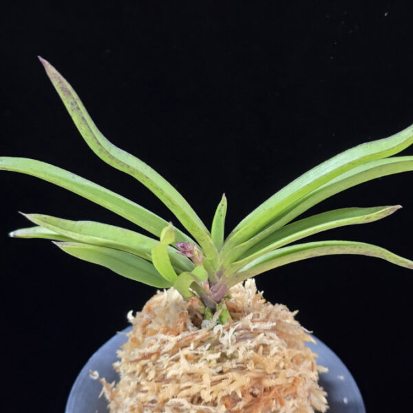 자홍선(삼거화) 紫紅仙 Jahongseon(3spur)