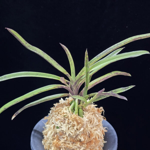 자홍선(삼거화) 紫紅仙 Jahongseon(3spur)