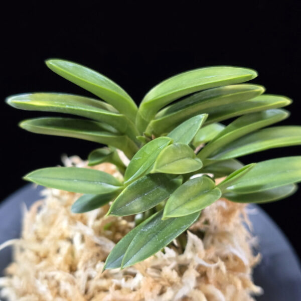 금공작 金孔雀 Kinkujaku