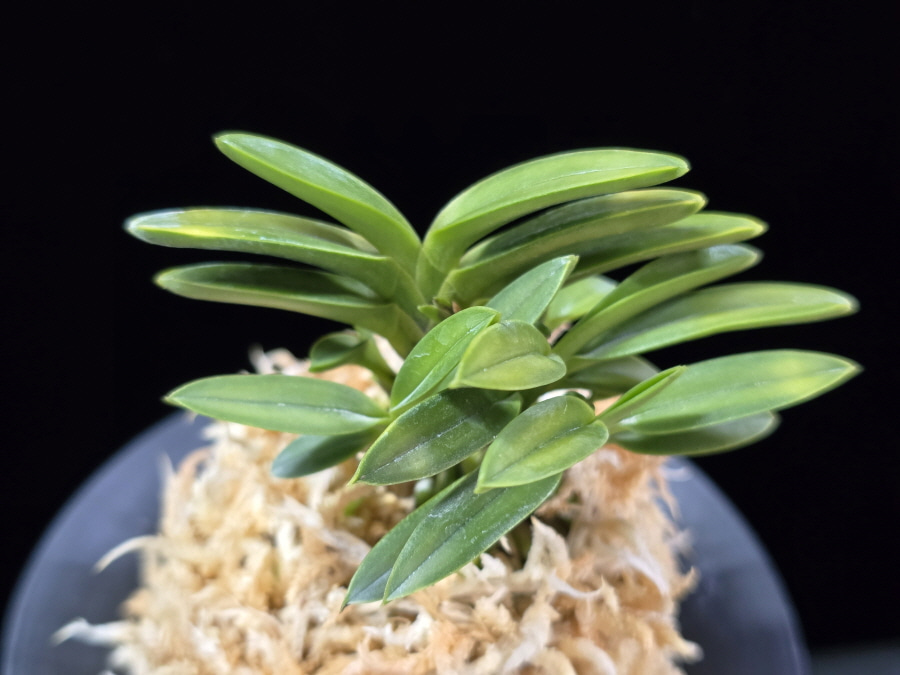 금공작 金孔雀 Kinkujaku 금공작 金孔雀 Kinkujaku