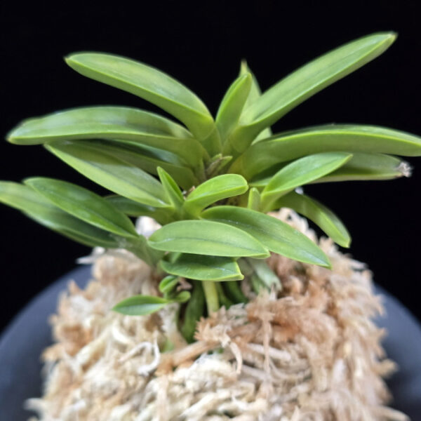 금공작 金孔雀 Kinkujaku