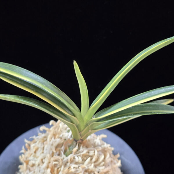 유곡금 幽谷錦 Yukoku Nishiki