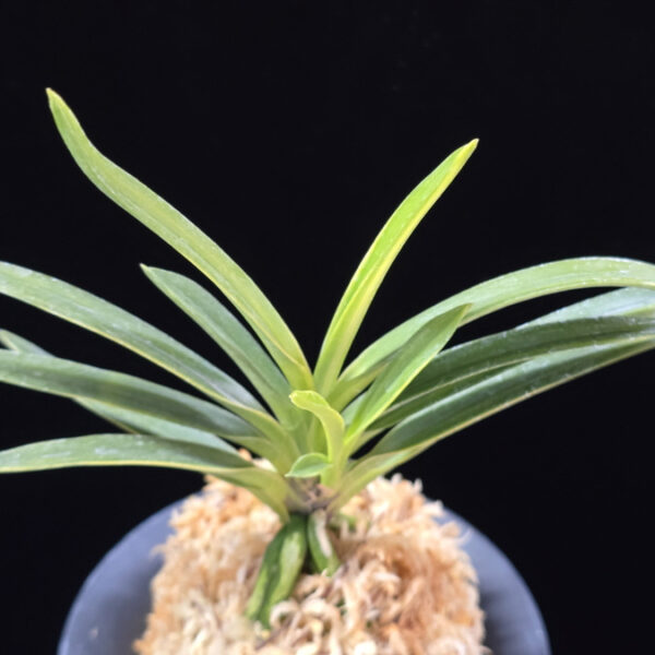 유곡금 幽谷錦 Yukoku Nishiki