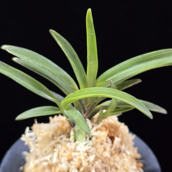 적벽 赤壁 Jeokbyeok