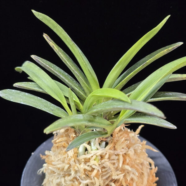 적벽 赤壁 Jeokbyeok