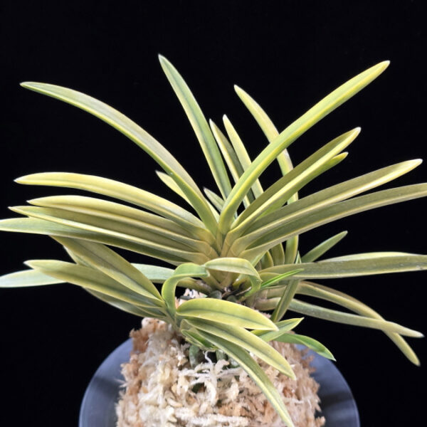 신월전 新月殿 Shingetsuden