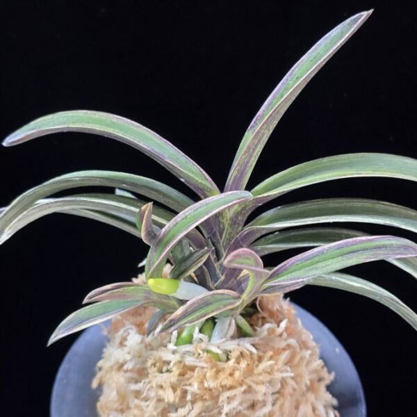 신화 新華 Sinhwa