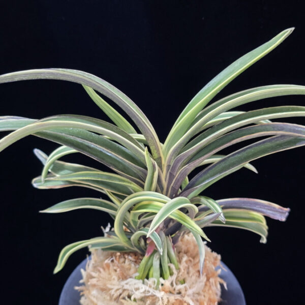 수백 琇白 Subaek