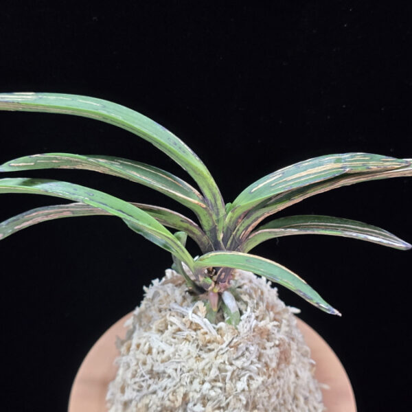 왕검 王儉  Wanggeom