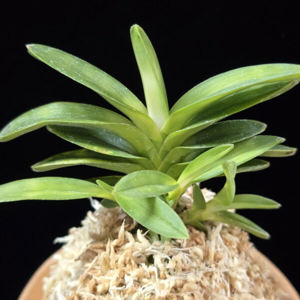 언성 彦星 Hikoboshi